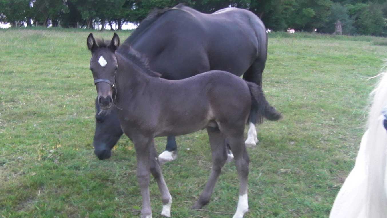 Camelot 21  June 2010